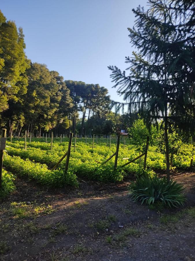 Casa de férias Domo Las Araucarias Negrete